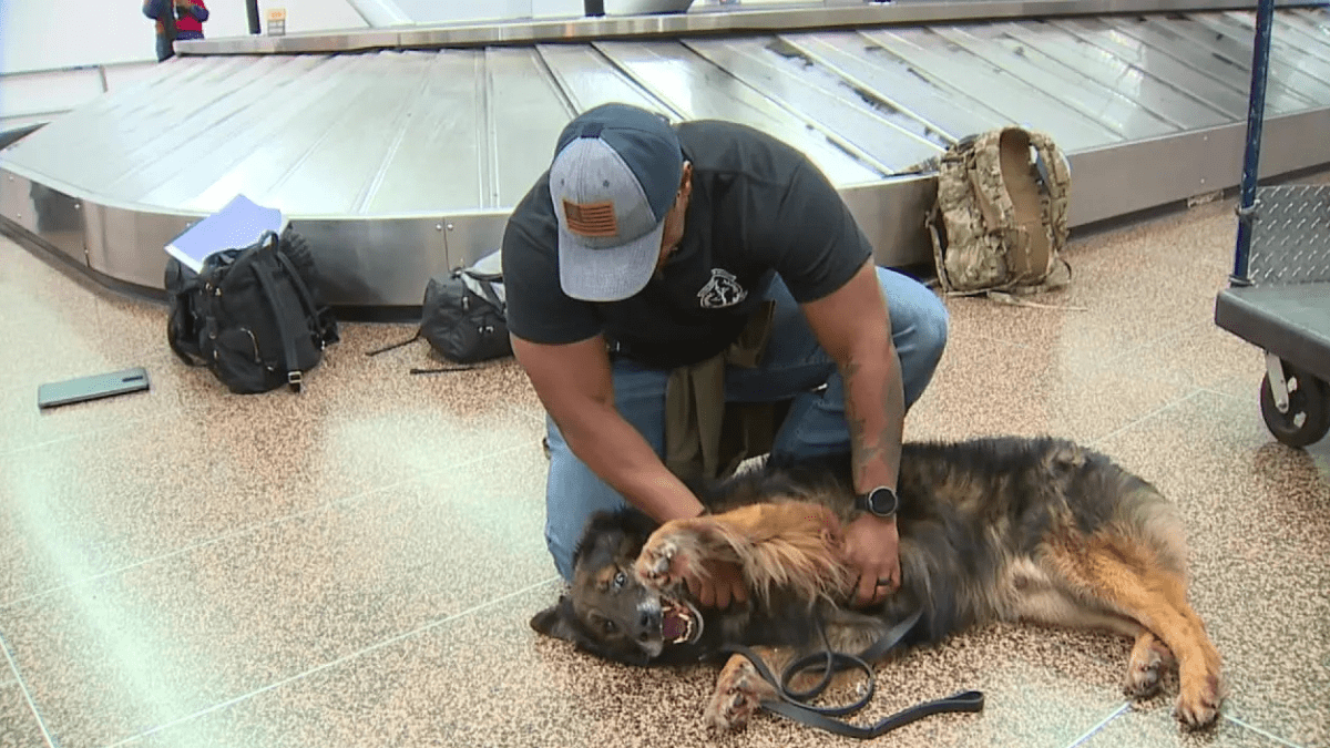 Military Dog Reunites with Handler, Shifts from Duty to Couch Life 3 Bady reunites with Sgt. Bilal