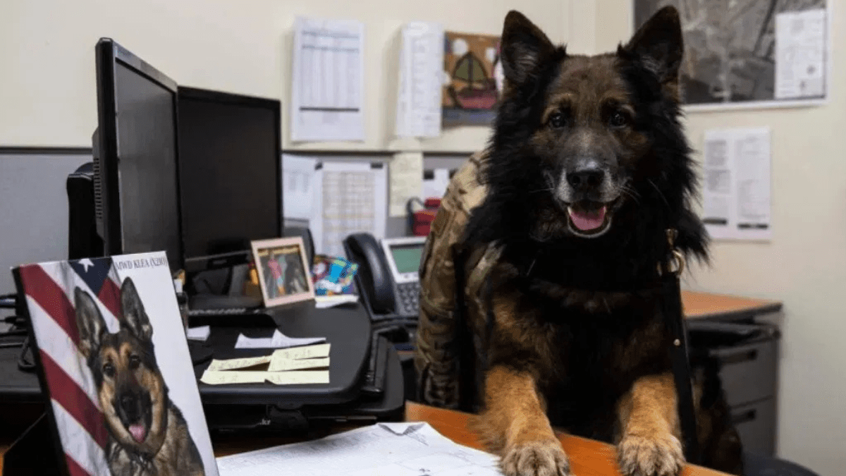 Military Dog Reunites with Handler, Shifts from Duty to Couch Life 2 Bady sits inside the office