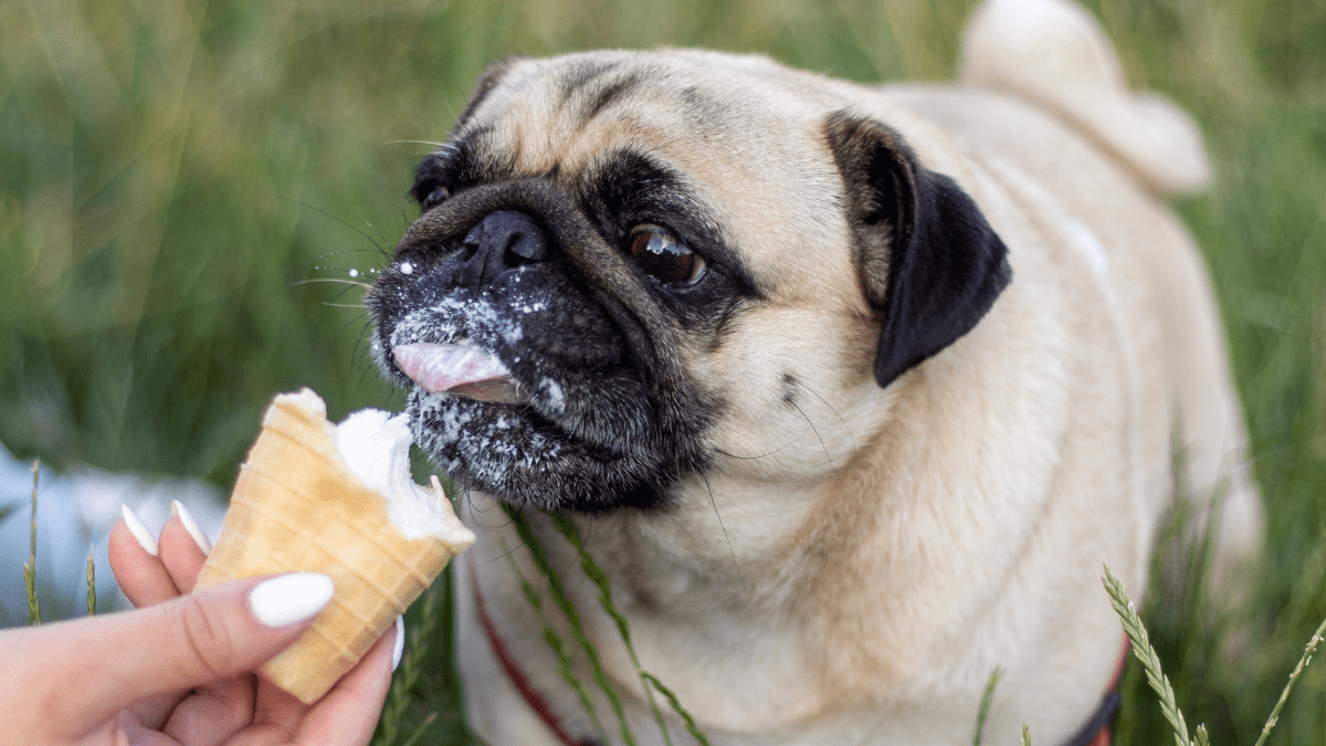 How an Ice Cream Cone Brightened a Police Dog's Day 4 By Serhii IvashchukGetty Images