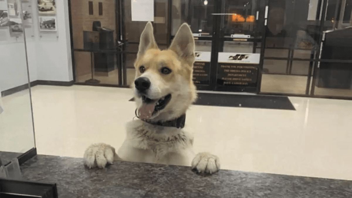Clever Lost Dog Walks into Police Station to Find His Way Home 2 Chico 1