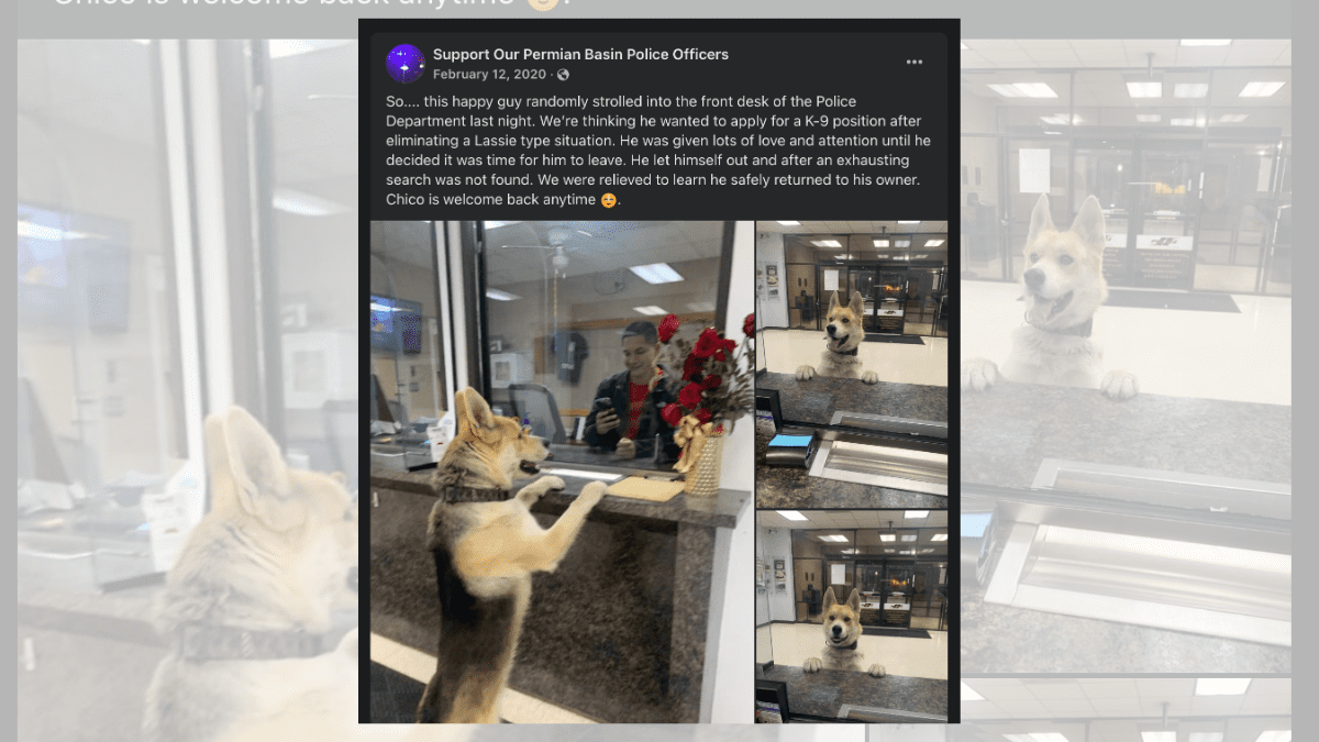 Clever Lost Dog Walks into Police Station to Find His Way Home 3 Chico 2