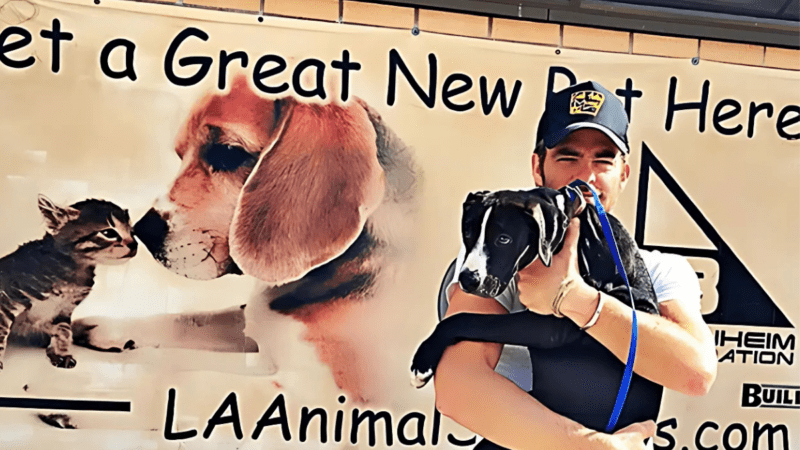Discover the Heartfelt Lessons Chris Pine Learned from His Rescue Pit Bull 8 Discover the Heartfelt Lessons Chris Pine Learned from His Rescue Pit Bull
