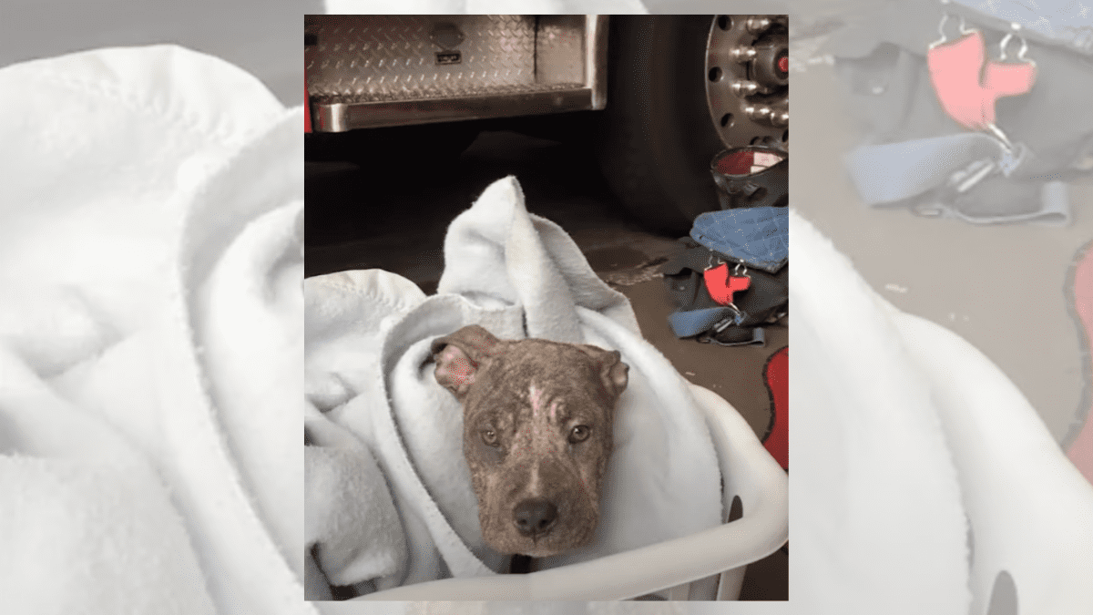 A Firefighter's Unexpected Bond with a Shivering Puppy He Rescued 2 Chunk