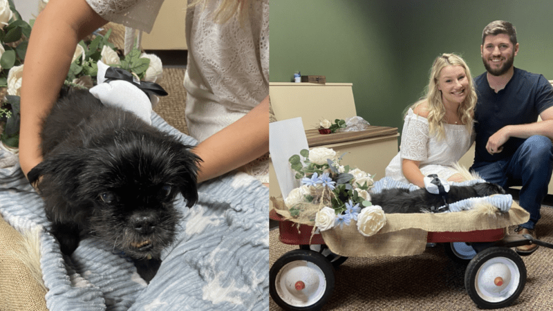 Couple Breaks Tradition to Include Furry Friend in Their Wedding 9 Couple Breaks Tradition to Include Furry Friend in Their Wedding