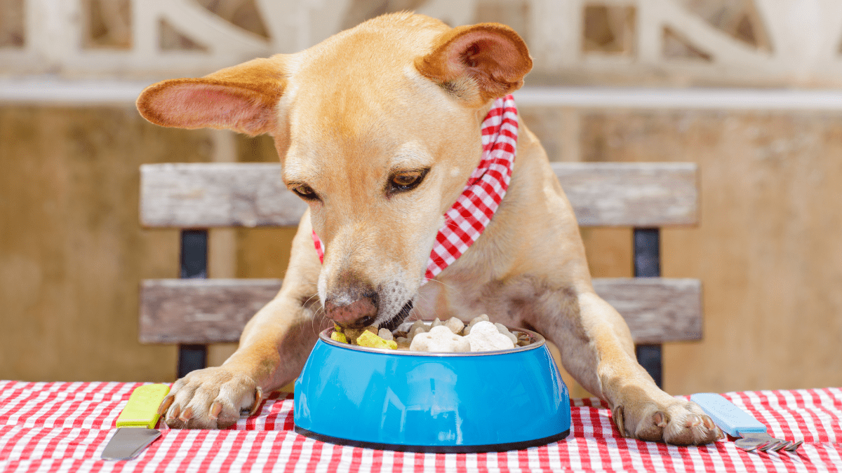 Halloween Safety: Keeping Your Dog Safe from Chocolate Poisoning 4 Dog having a good meal