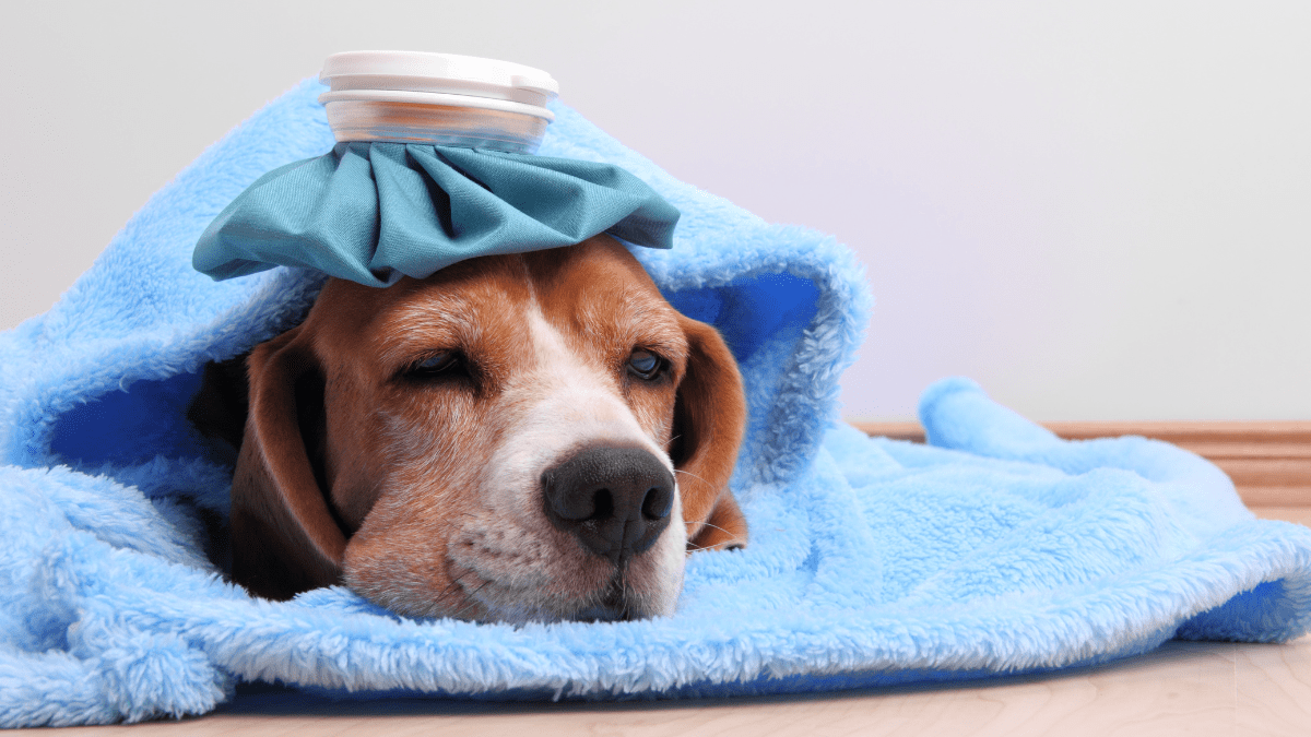 Halloween Safety: Keeping Your Dog Safe from Chocolate Poisoning 3 Dog feeling sick