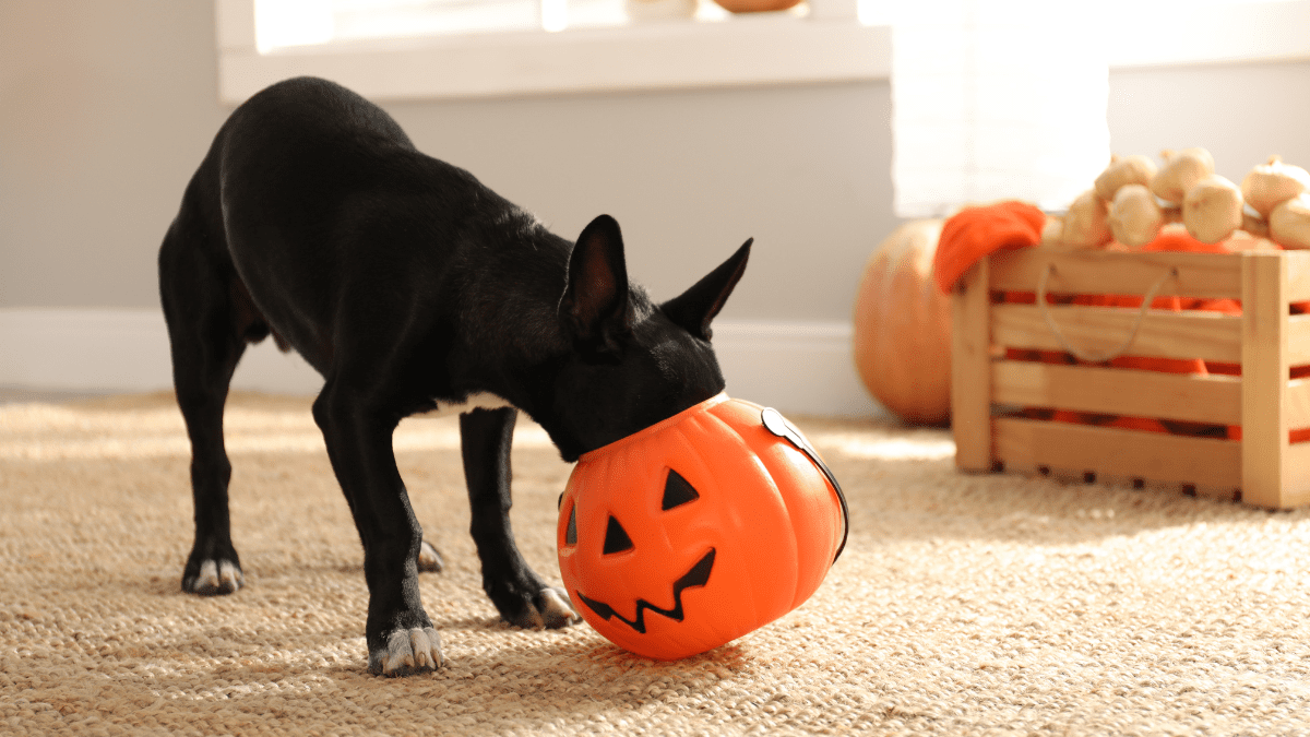 Halloween Safety: Keeping Your Dog Safe from Chocolate Poisoning 2 Dog getting into Halloween bucket