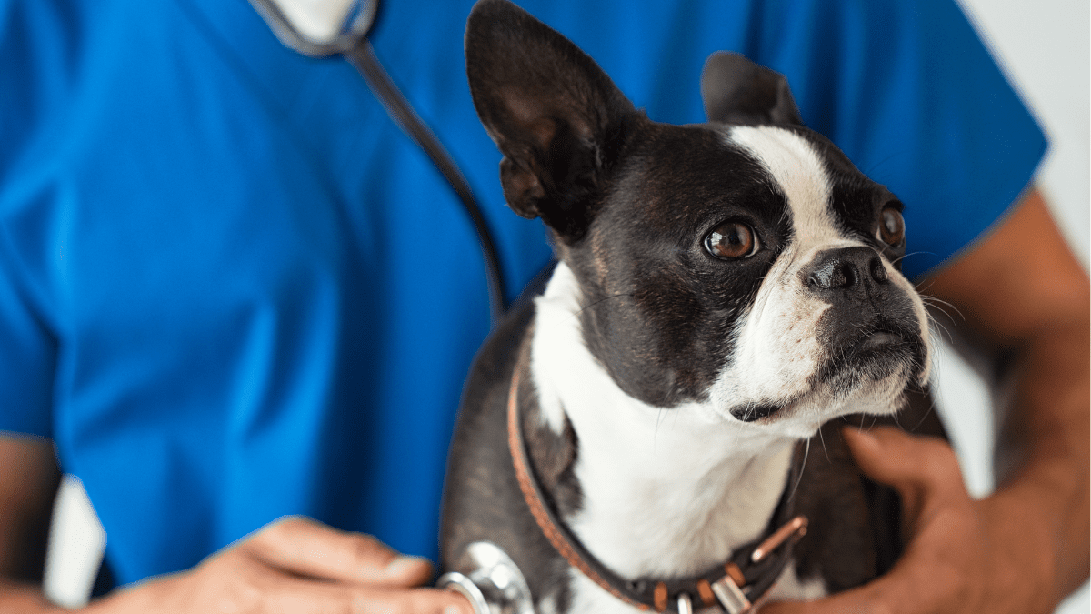 AI Accurately Detects Heart Issues in Dogs Before They Become Serious 2 Dog in a clinic
