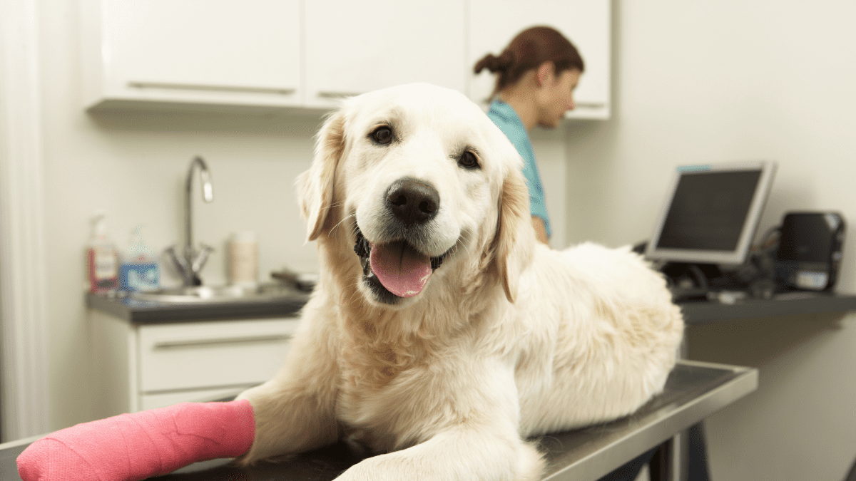 A Dog's Life on the Line Causes a Couple's Disagreement 3 Dog inside a clinic 1