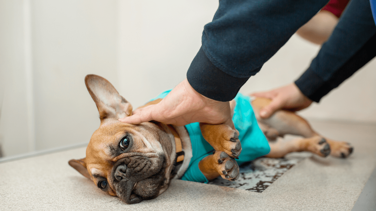 AI Accurately Detects Heart Issues in Dogs Before They Become Serious 3 Dog laying down in clinic
