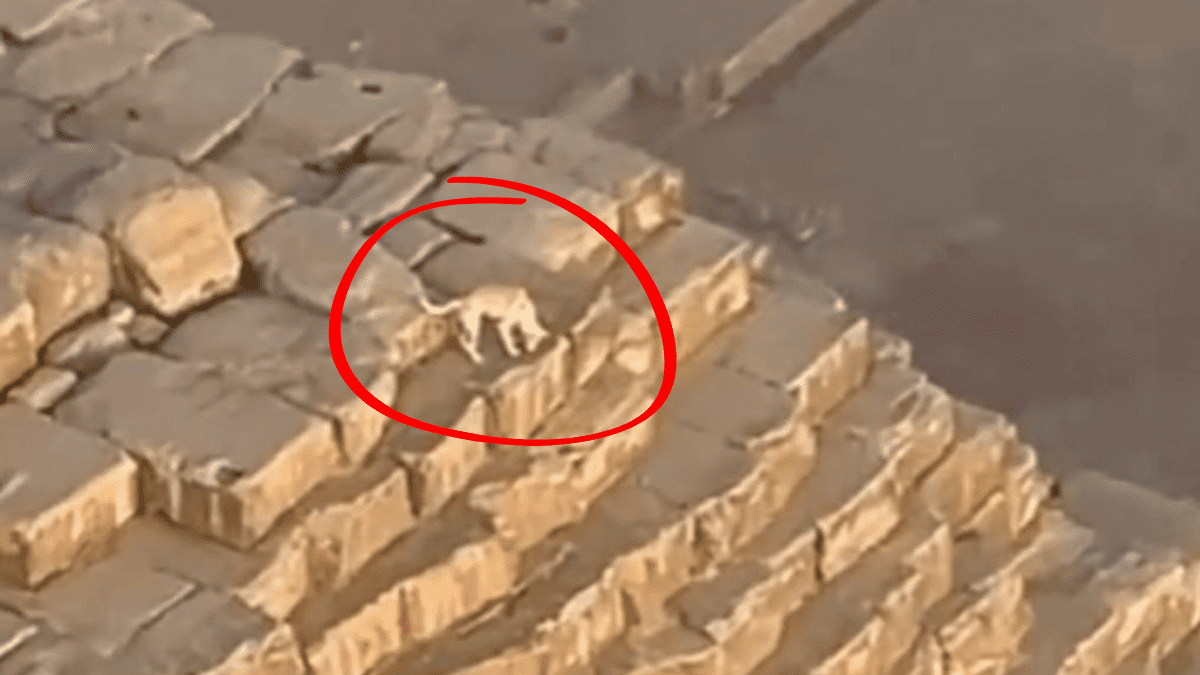 Paraglider Captures Dog on Top of The Great Pyramid of Giza 2 Dog on top of the Pyramid