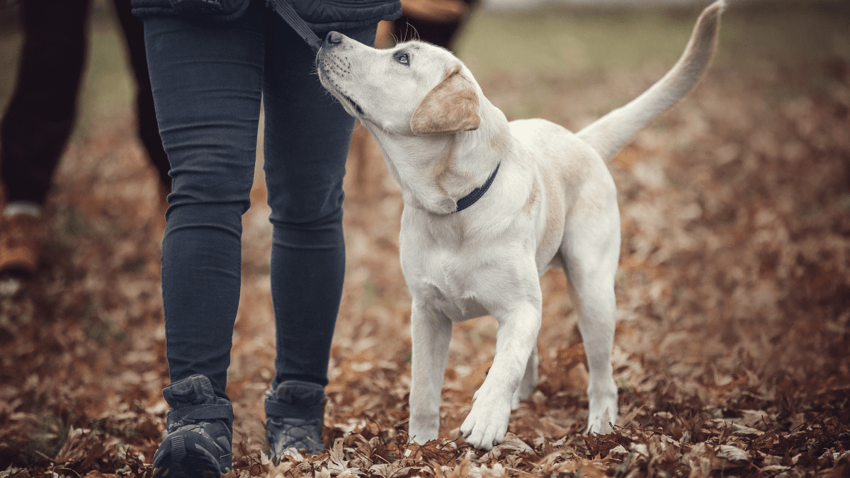 The Unbreakable Bond: A Homeless Man's Gift to His Dog 4 Dog training