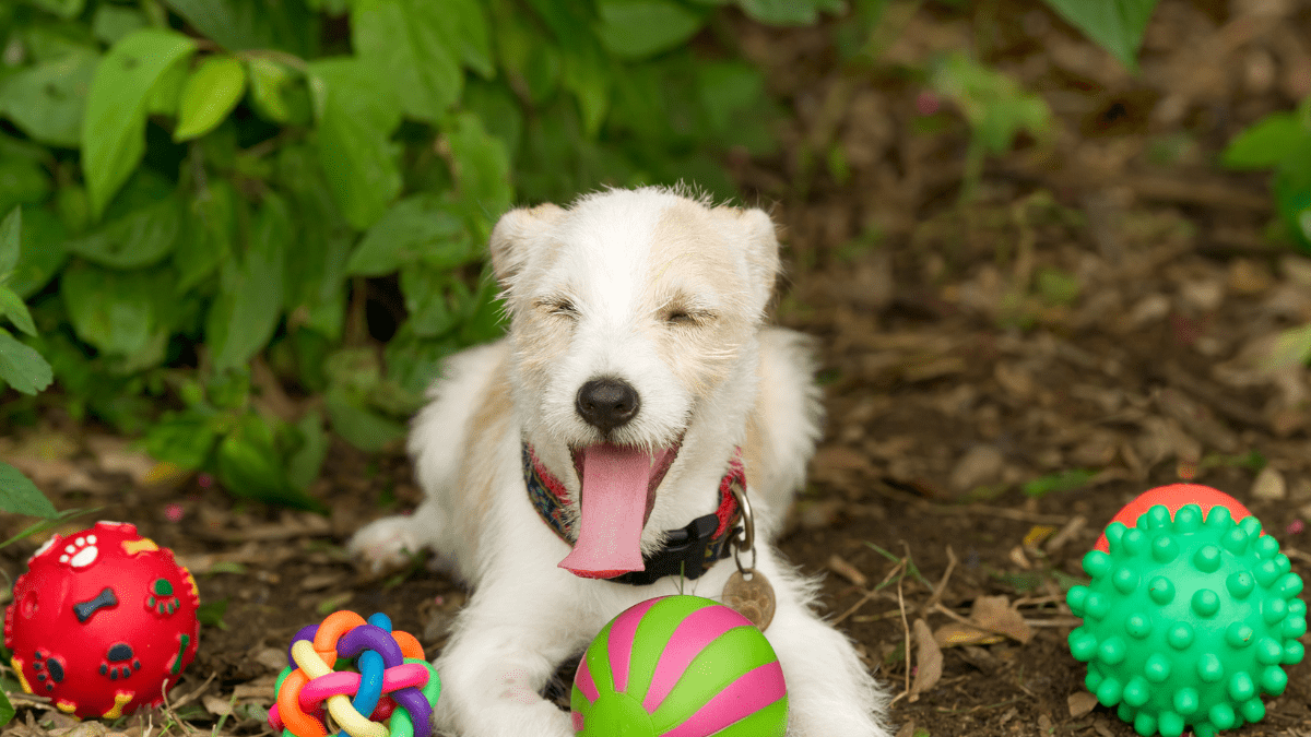 Mark Cuban Declares Dogs Are Superior Problem Solvers to AI 3 Dogs with toys