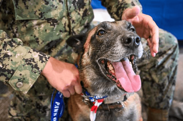 A Bond Beyond Duty: How One Military Dog Reunited with His Trainer 2 Donnie