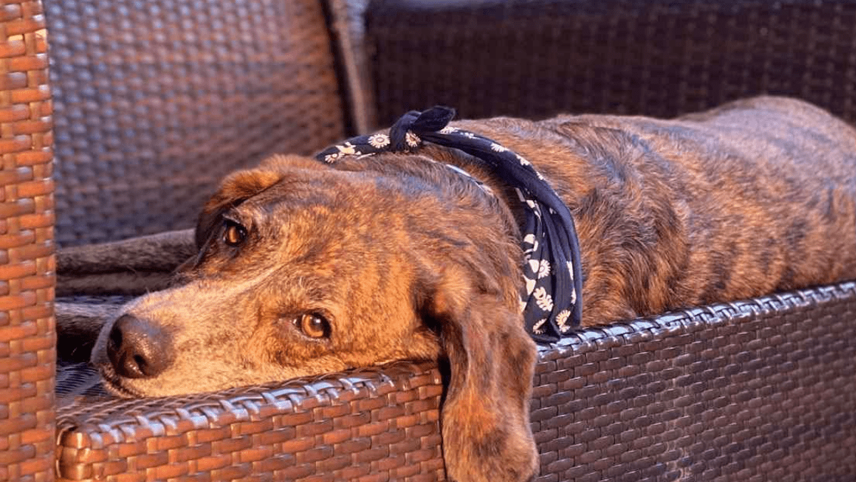 Ty Pennington’s Heartfelt Goodbye to His Departed Dog Georgia 2 Georgia