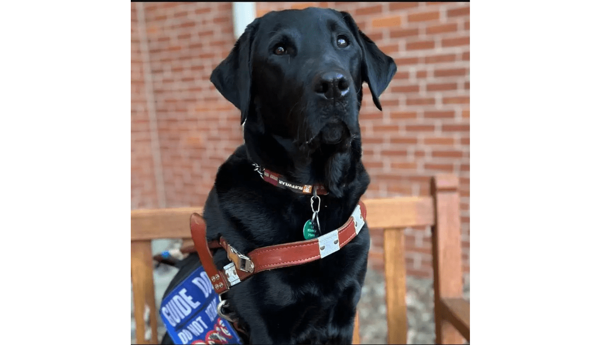 Meet Percy: The Brave Dog Nominated for National Hero Award 3 Hero dog Percy