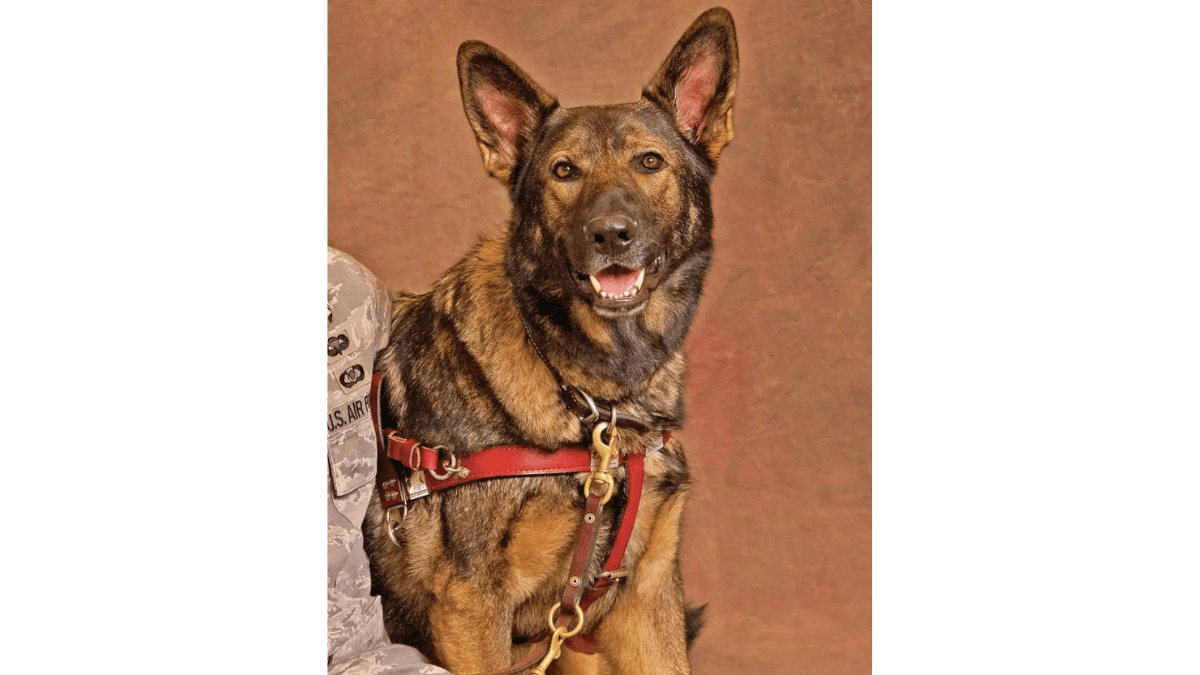 Meet Percy: The Brave Dog Nominated for National Hero Award 4 Hero dog Xxon