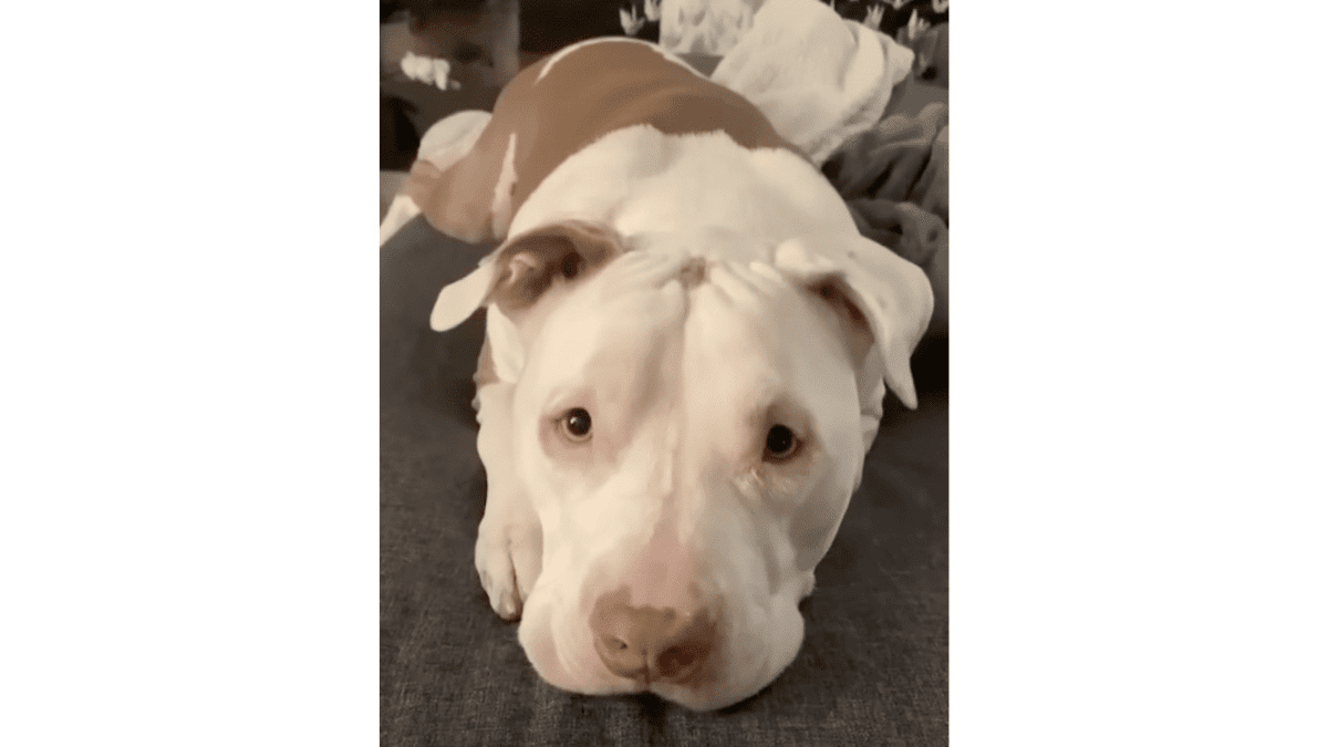 The Unbreakable Bond: A Homeless Man's Gift to His Dog 3 Hero in his new home