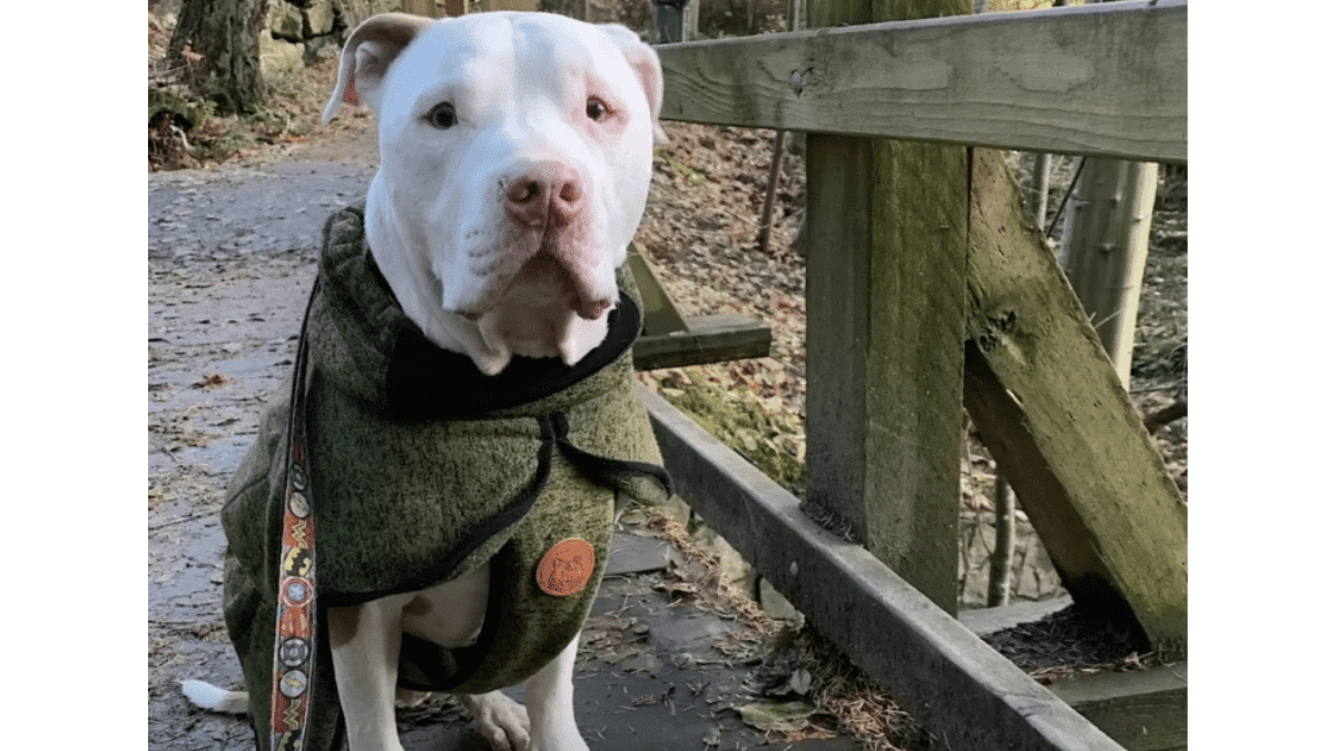 The Unbreakable Bond: A Homeless Man's Gift to His Dog 2 Hero spending time outdoors