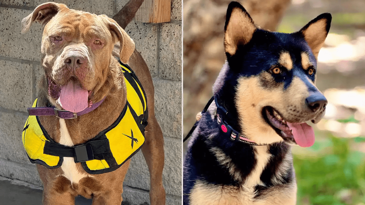 Chris Pine Calls for Help in Finding Homes for Rescued Dogs 2 Jack and Max