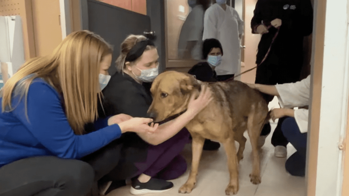 The Shelter Dog Who Kissed Every Staff Goodbye on His Adoption Day 4 Jax kissing everyone goodbye