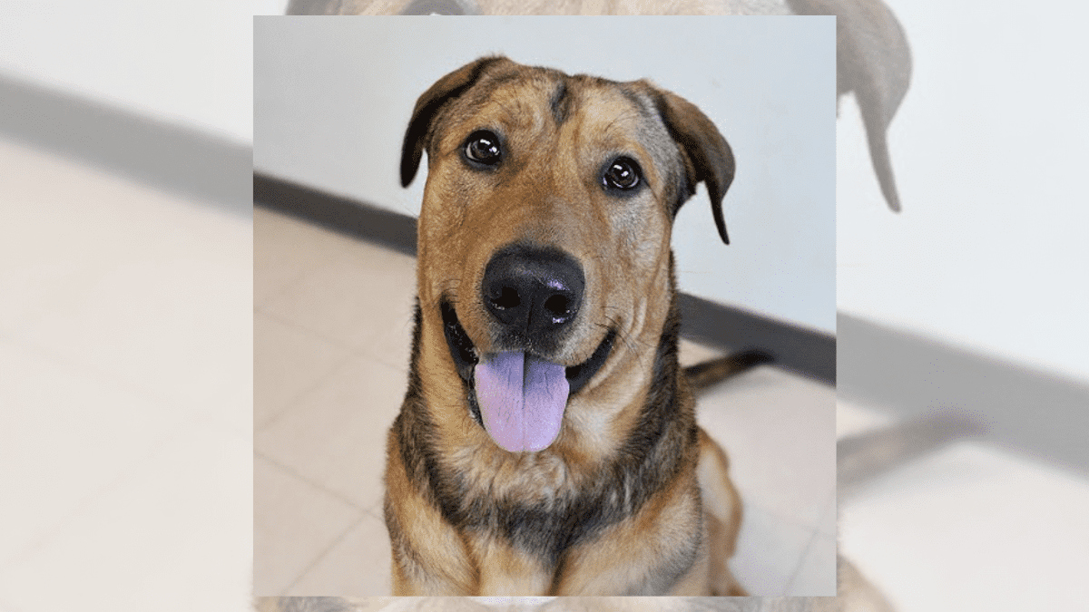 The Shelter Dog Who Kissed Every Staff Goodbye on His Adoption Day 2