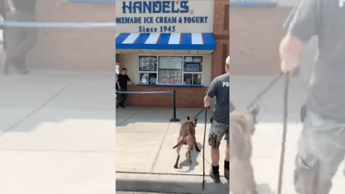 How an Ice Cream Cone Brightened a Police Dog's Day 2 K9 Walking