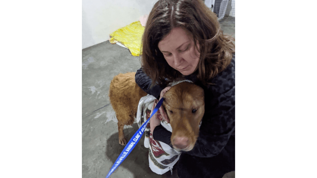 Caught on Cam: Dog Reunites with Family After Year-Long Disappearance 3 Kate Olson with Walter after his rescue
