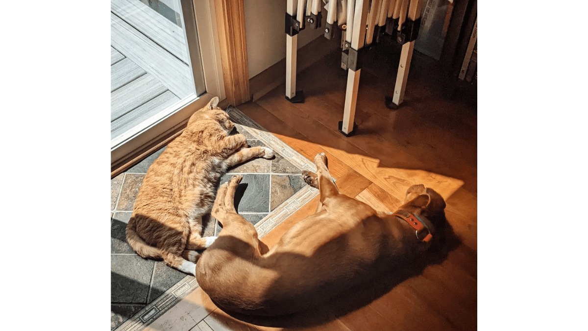 Security Footage Reveals How A Cat Eases His Dog Friend's Anxiety 3 Kelvin and Joule getting a sunshine boost