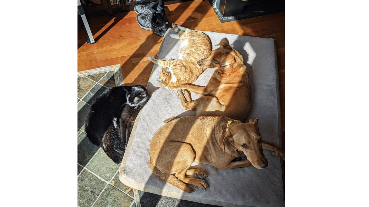 Security Footage Reveals How A Cat Eases His Dog Friend's Anxiety 4 Kelvin and Joule with the rest of the crew