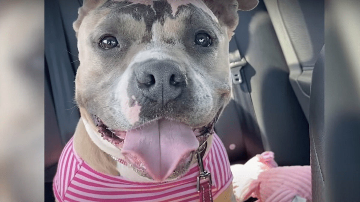 How a Piggy Toy Helped This Dog Heal After a Devastating Fire 4 Lotus with Piggy Toy