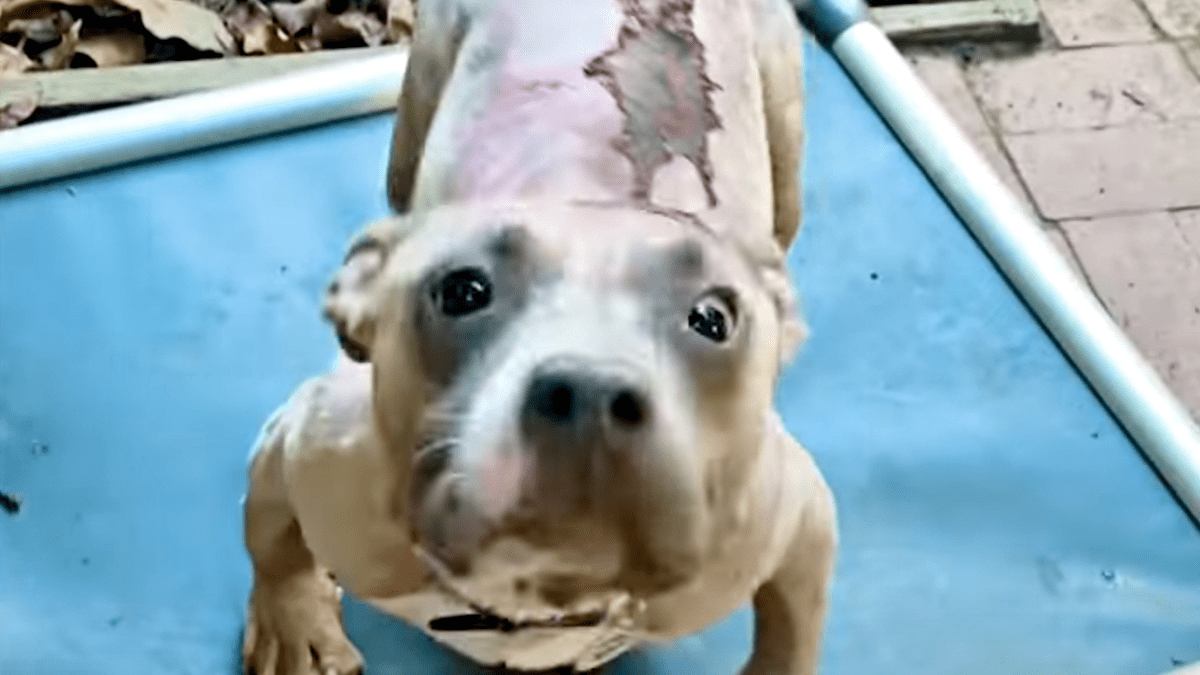 How a Piggy Toy Helped This Dog Heal After a Devastating Fire 2 Lotus