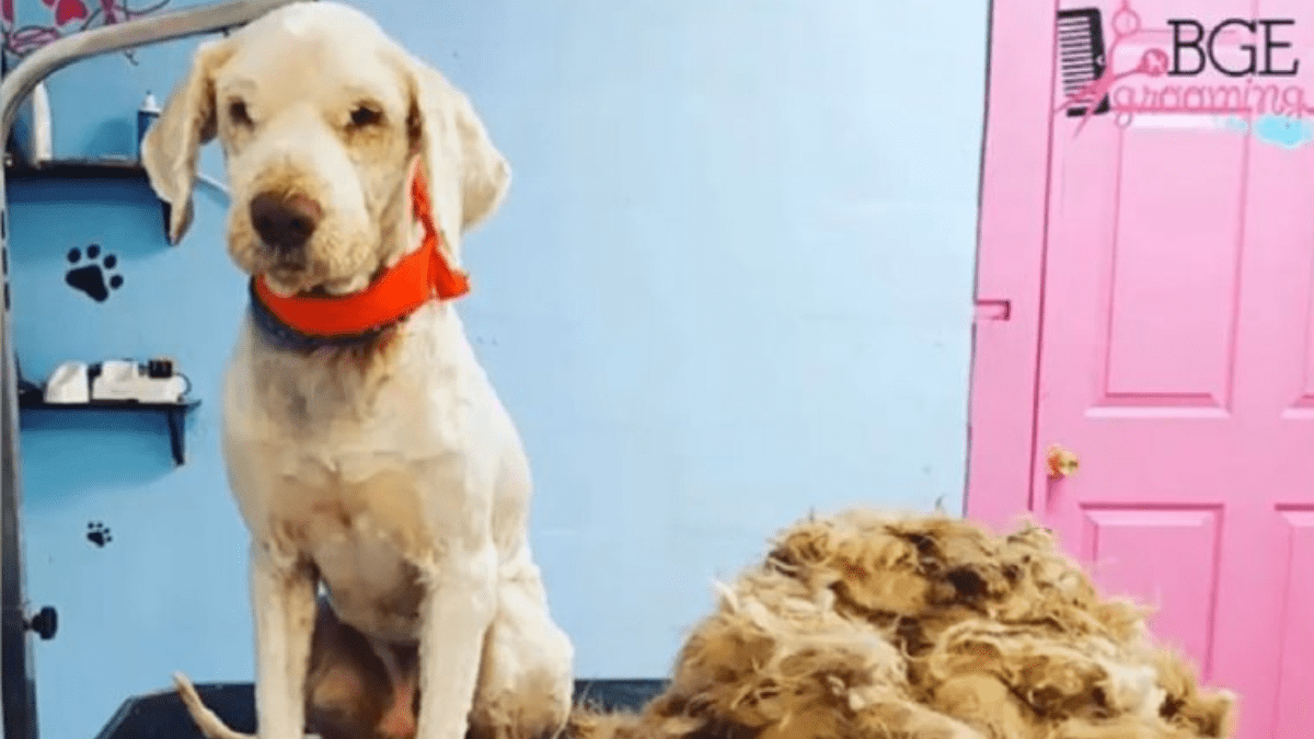 Brave Groomer Saves Stray Dog From Mats of Hair 4 Lucky after being groomed