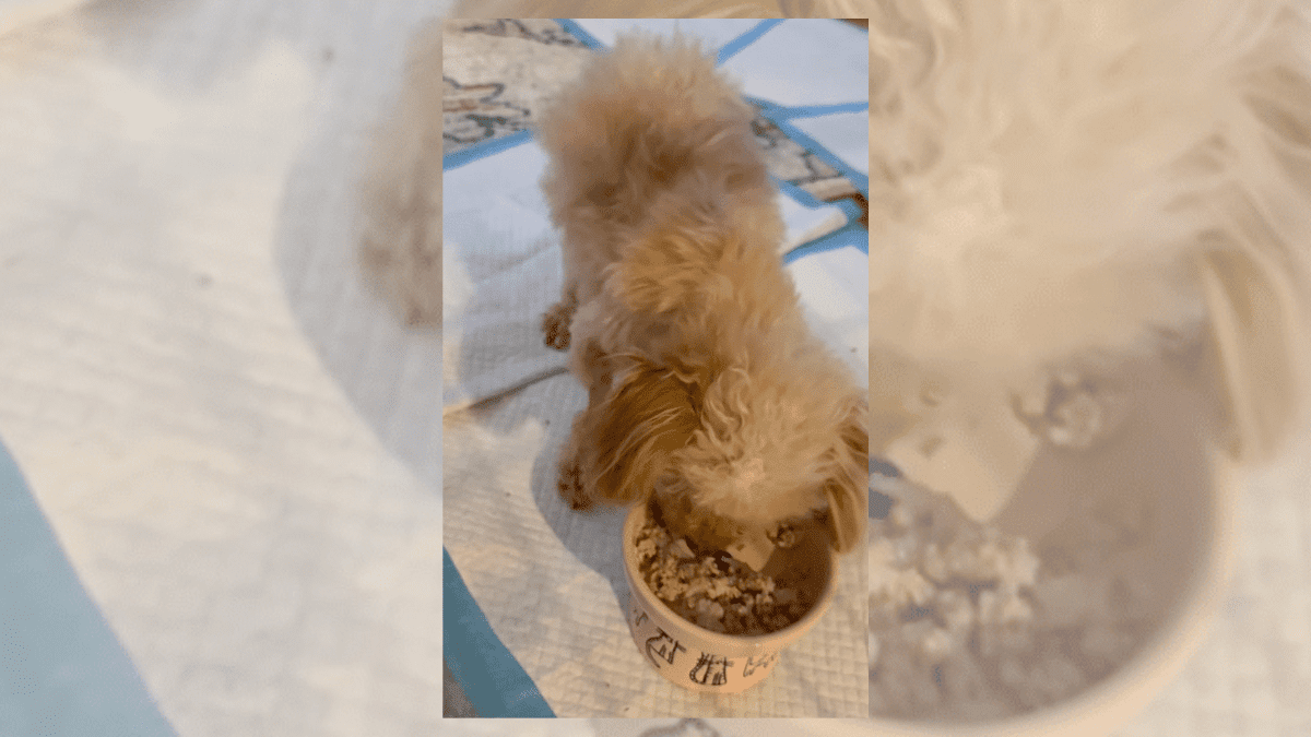 A Final Goodbye Turns Into a Miracle as Senior Dog Revives 3 Luna eating