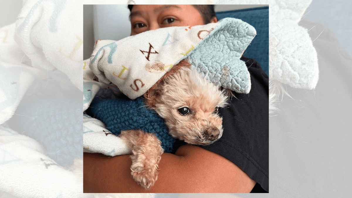 A Final Goodbye Turns Into a Miracle as Senior Dog Revives 4 Luna with her owner