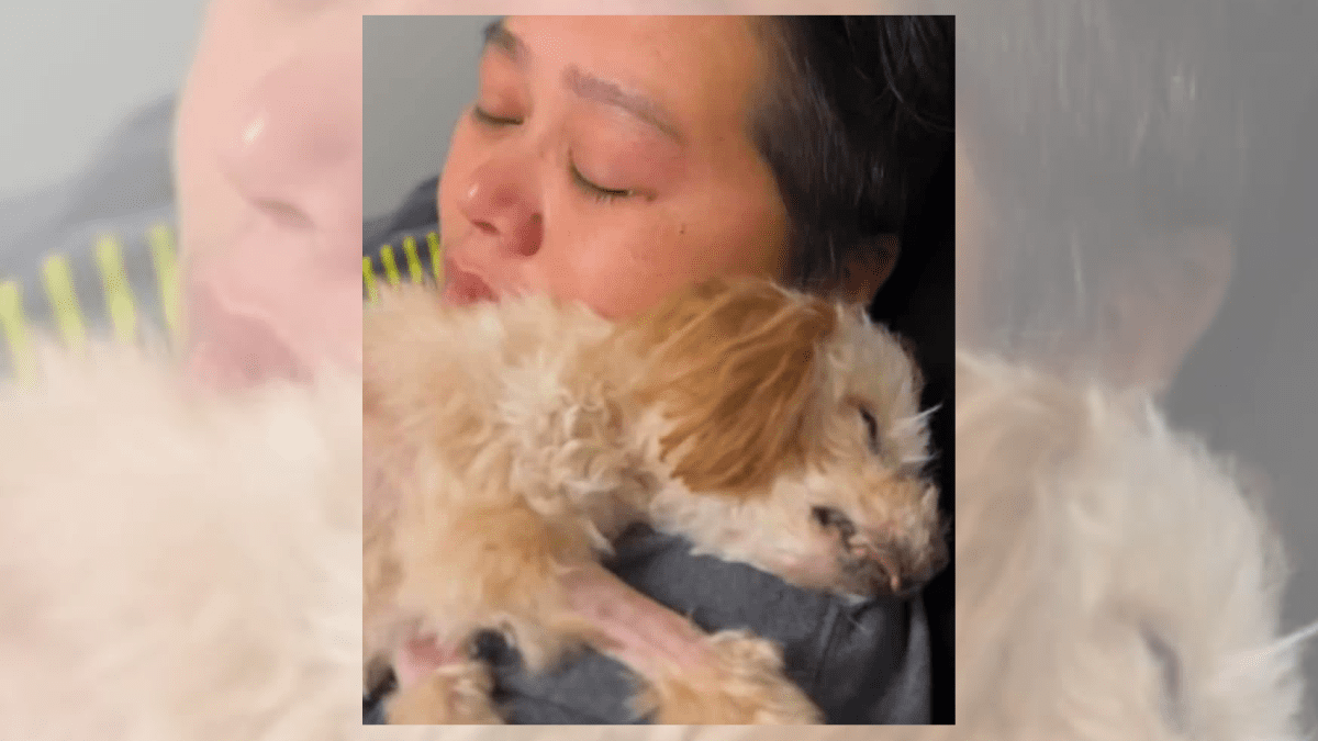 A Final Goodbye Turns Into a Miracle as Senior Dog Revives 2 Luna