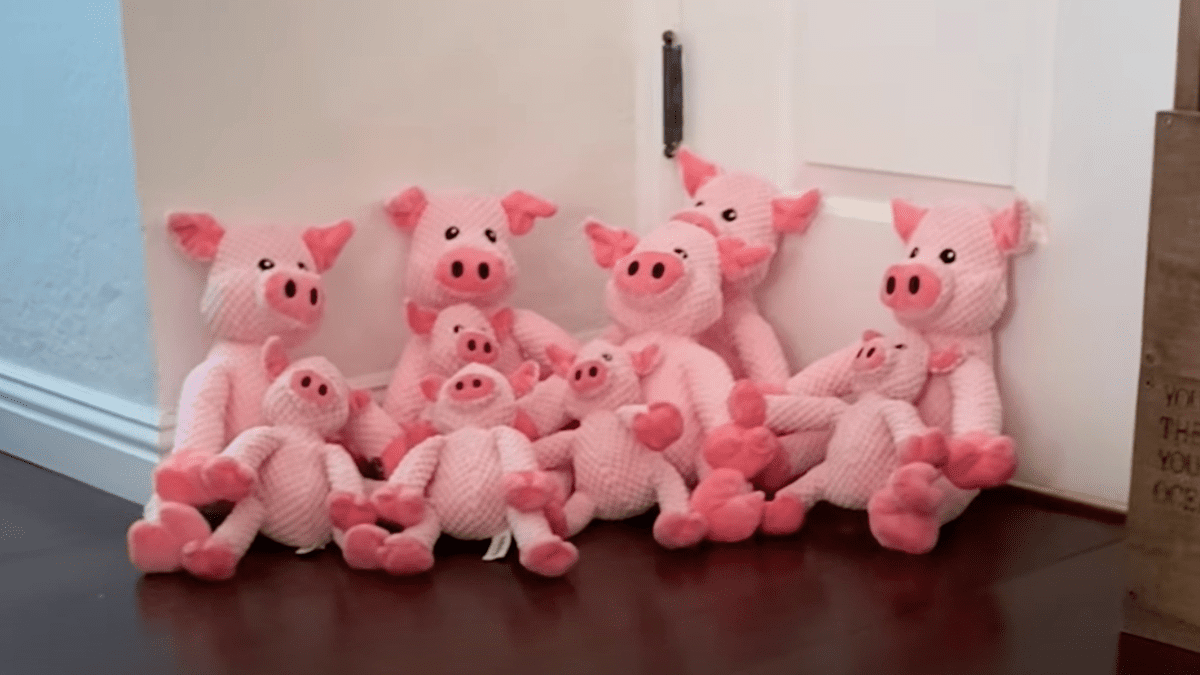 How a Piggy Toy Helped This Dog Heal After a Devastating Fire 3 Piggy Toys