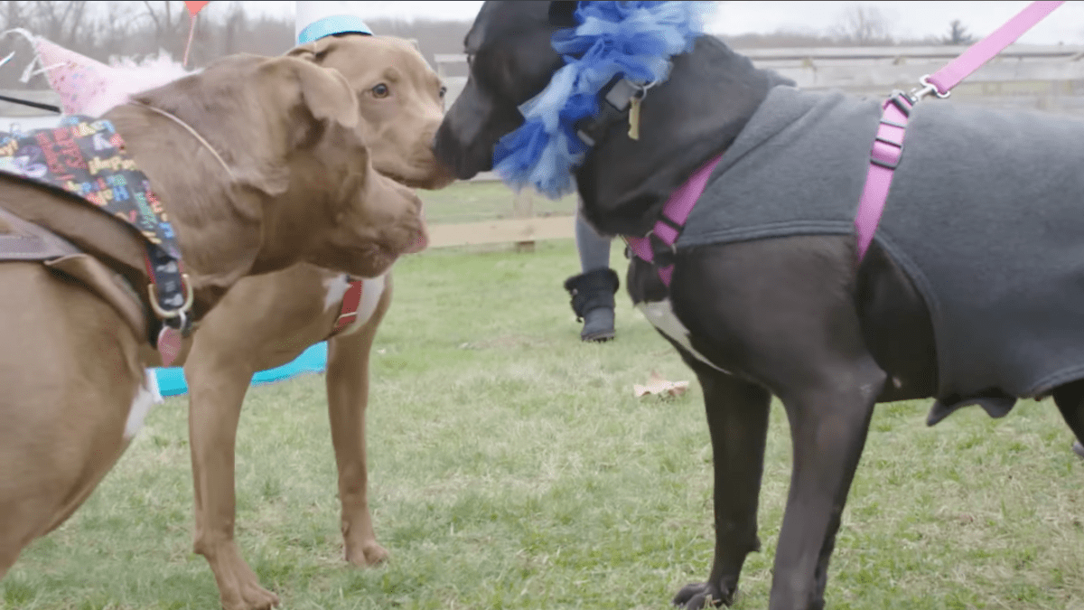 Twelve Puppies Welcome Their Mother Back After a Year of Separation 3 Reunion