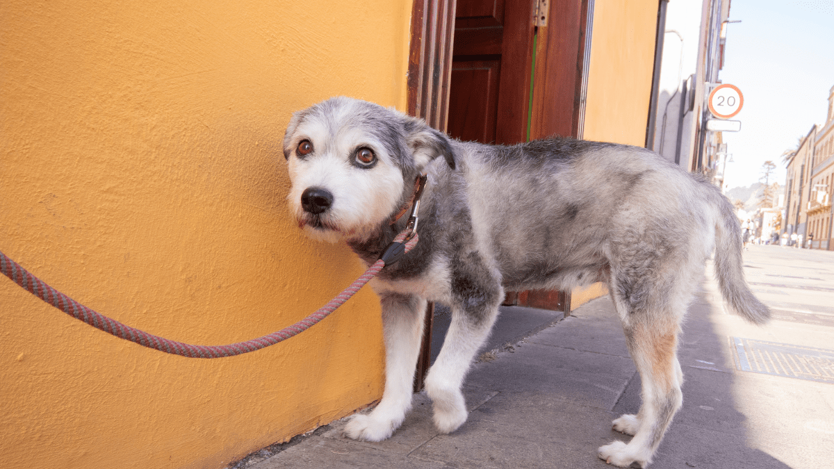 How a Couple Changed a Shelter Puppy’s Life Forever 3 Scared Dog