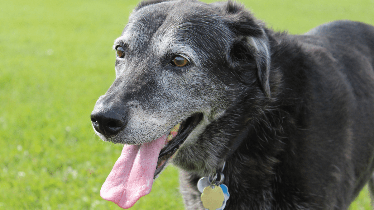 A Final Goodbye Turns Into a Miracle as Senior Dog Revives 5 Senior Dog akchamczuk