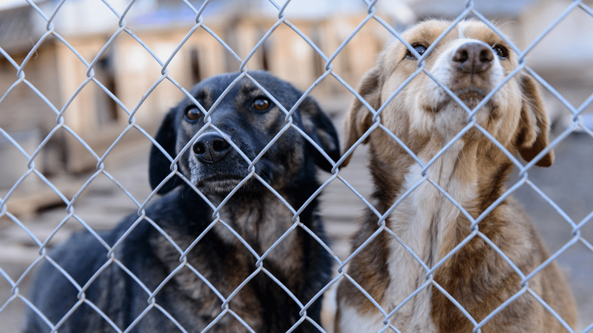 Chris Pine Calls for Help in Finding Homes for Rescued Dogs 4 Shelter dogs