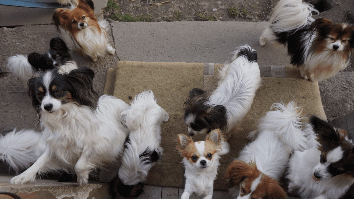 Internet Magic: How One Woman Found a Photo of Her Dog's Final Moment 4 Small dogs
