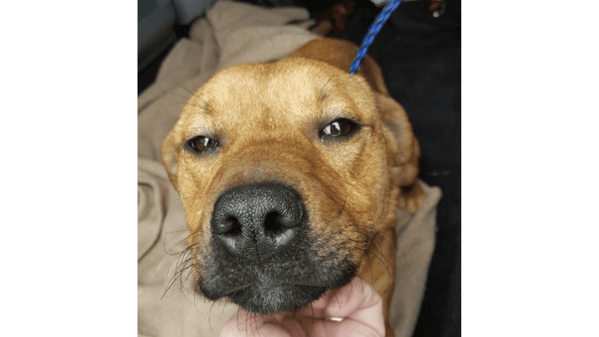 Four Boys Come Together to Rescue an Abandoned Dog in Detroit 3 Sparkle the rescue dog in Detroit