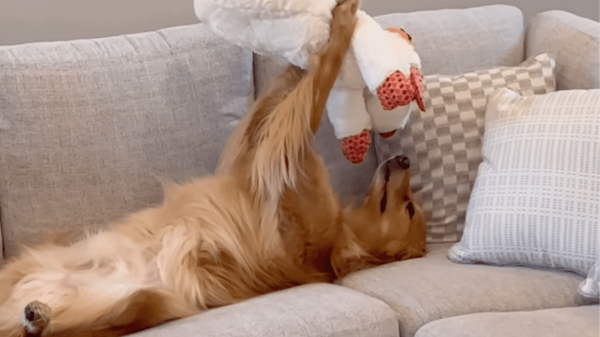Paraglider Captures Dog on Top of The Great Pyramid of Giza 3 Teddy