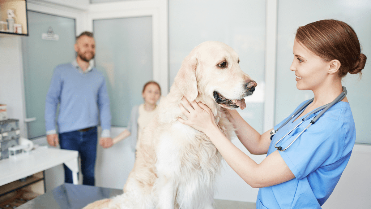 AI Accurately Detects Heart Issues in Dogs Before They Become Serious 4 Vet examining a dog
