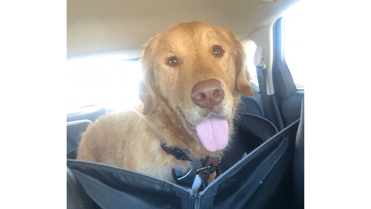 Caught on Cam: Dog Reunites with Family After Year-Long Disappearance 2 Walter sitting inside the car