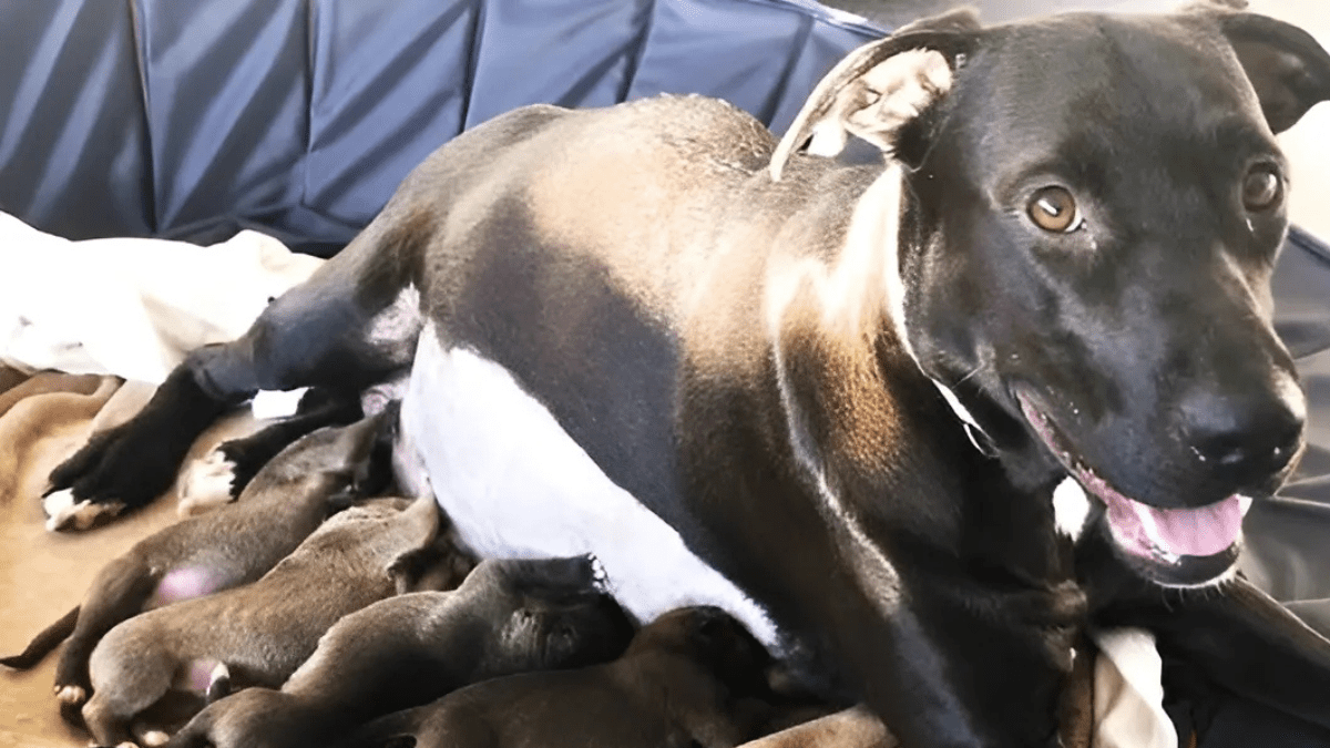 Twelve Puppies Welcome Their Mother Back After a Year of Separation 2 With Puppies