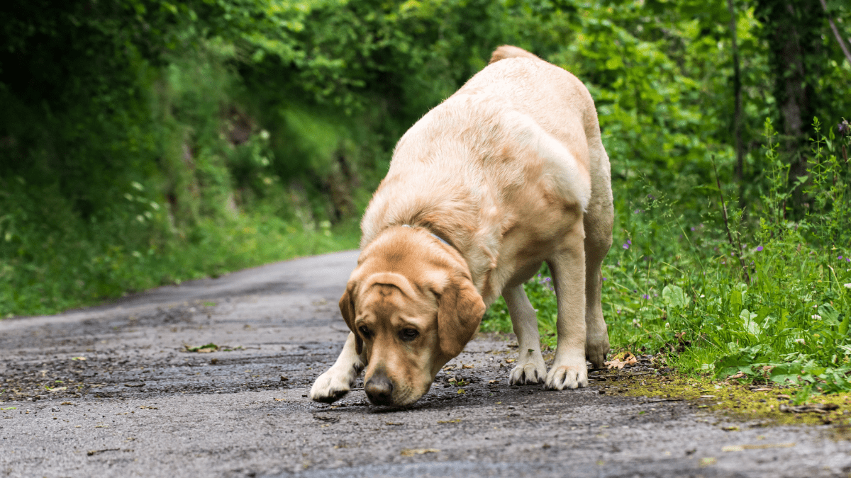 Puppy Saves Family After Spotting Hidden Danger in Their Home 4 Aladino Gonzalez via Getty Images