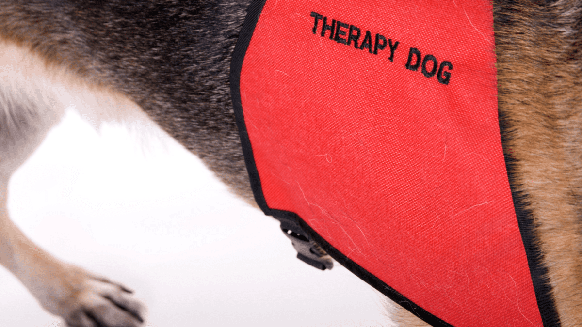 Service Dog Program Helping Veterans with PTSD Achieve Progress 3 ApixelGetty Images Signature