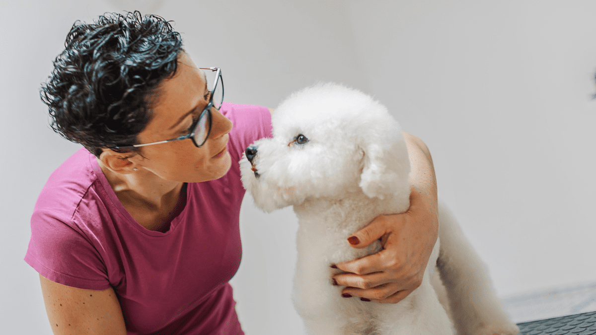 Top 15 Most Loving Dog Breeds 15 Bichon Frise